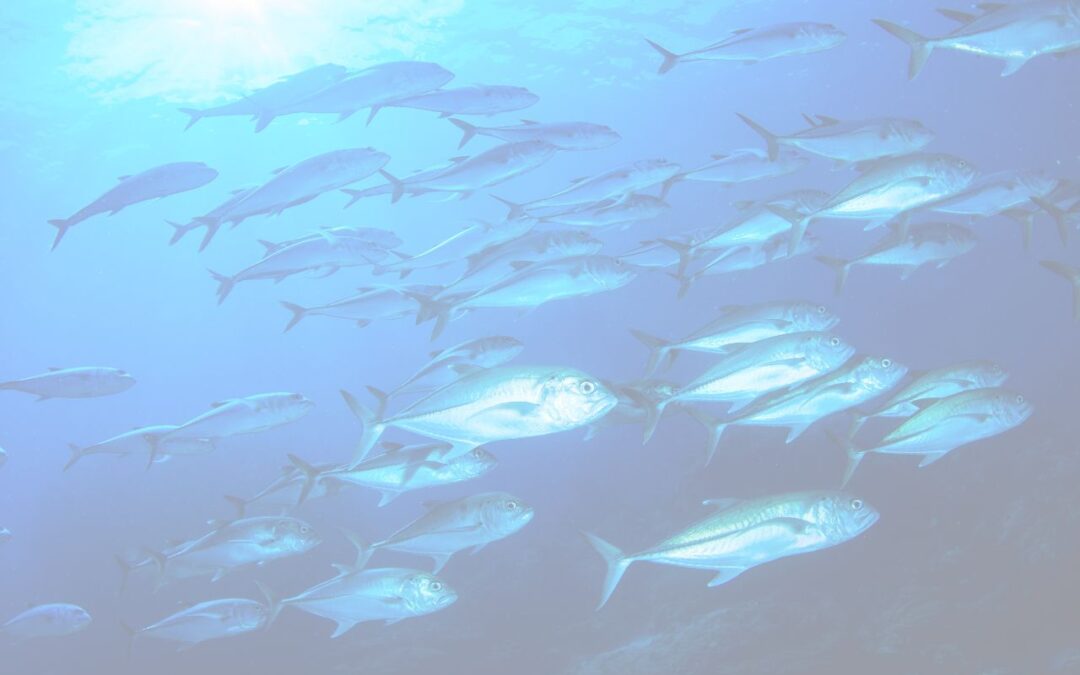 Cómo financiar la Economía Azul