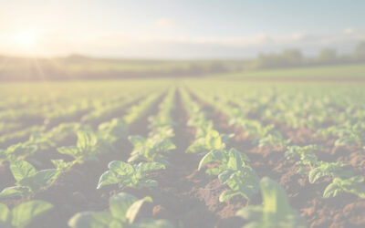 Optimizando el Impacto positivo a través de la verificación